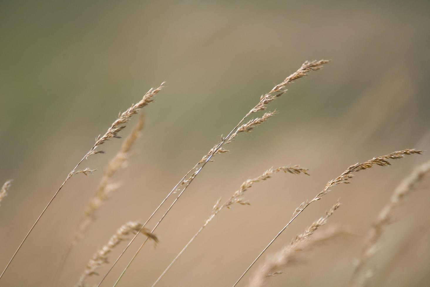 wind in grass photo