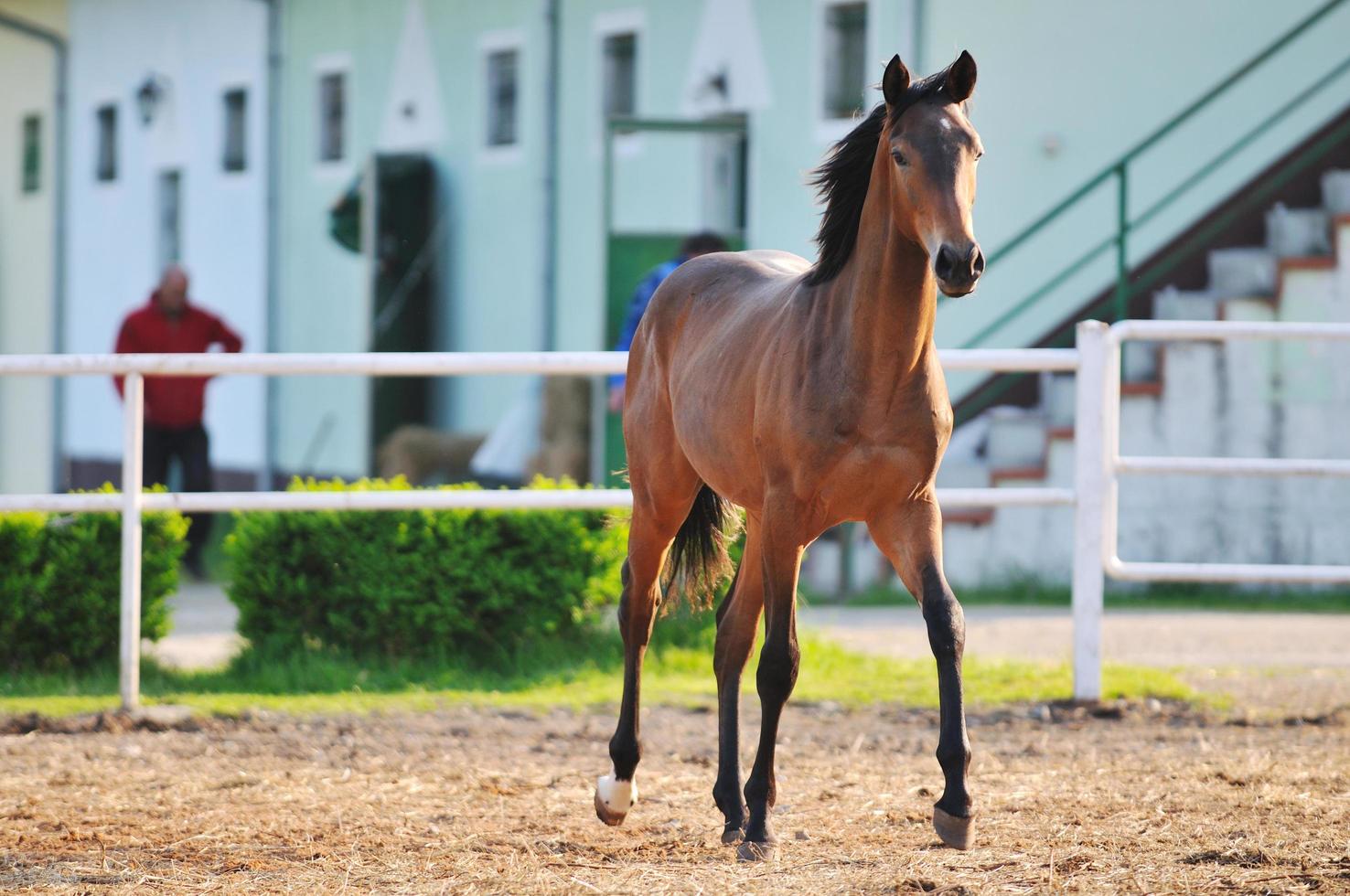 Horse in field photo