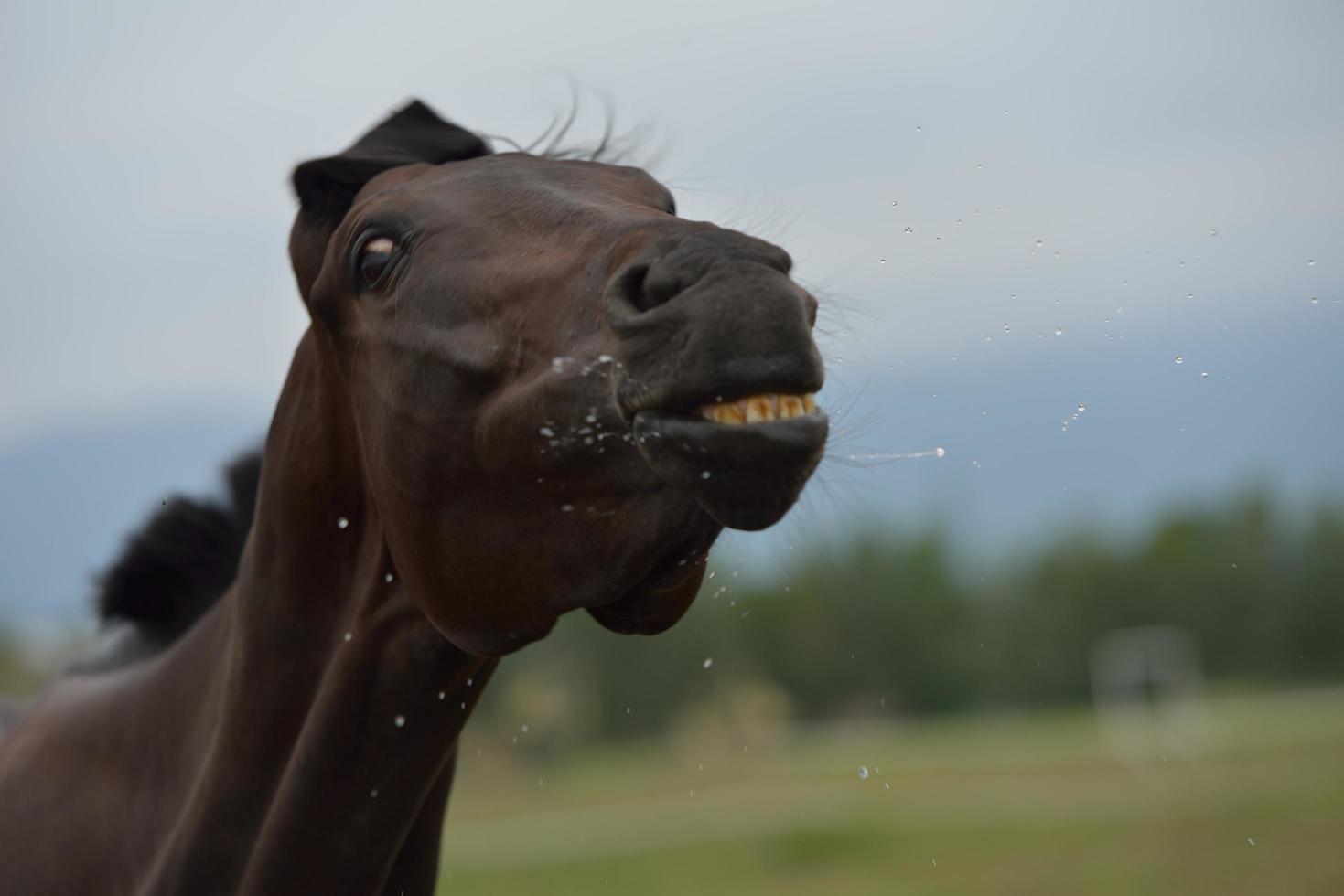 vista de retrato de caballo foto