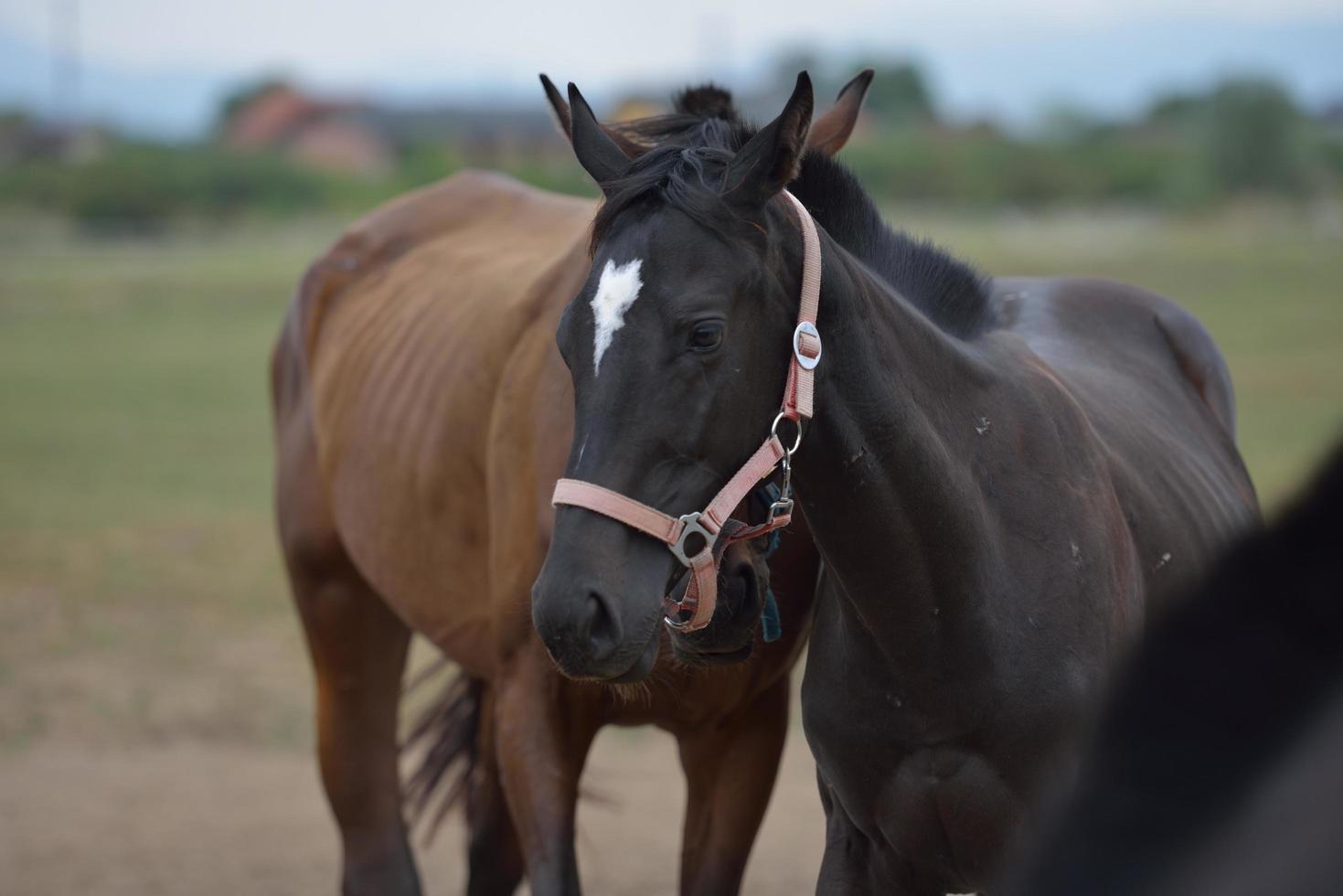 Horse portrait view photo
