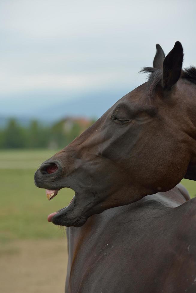 Horse portrait view photo