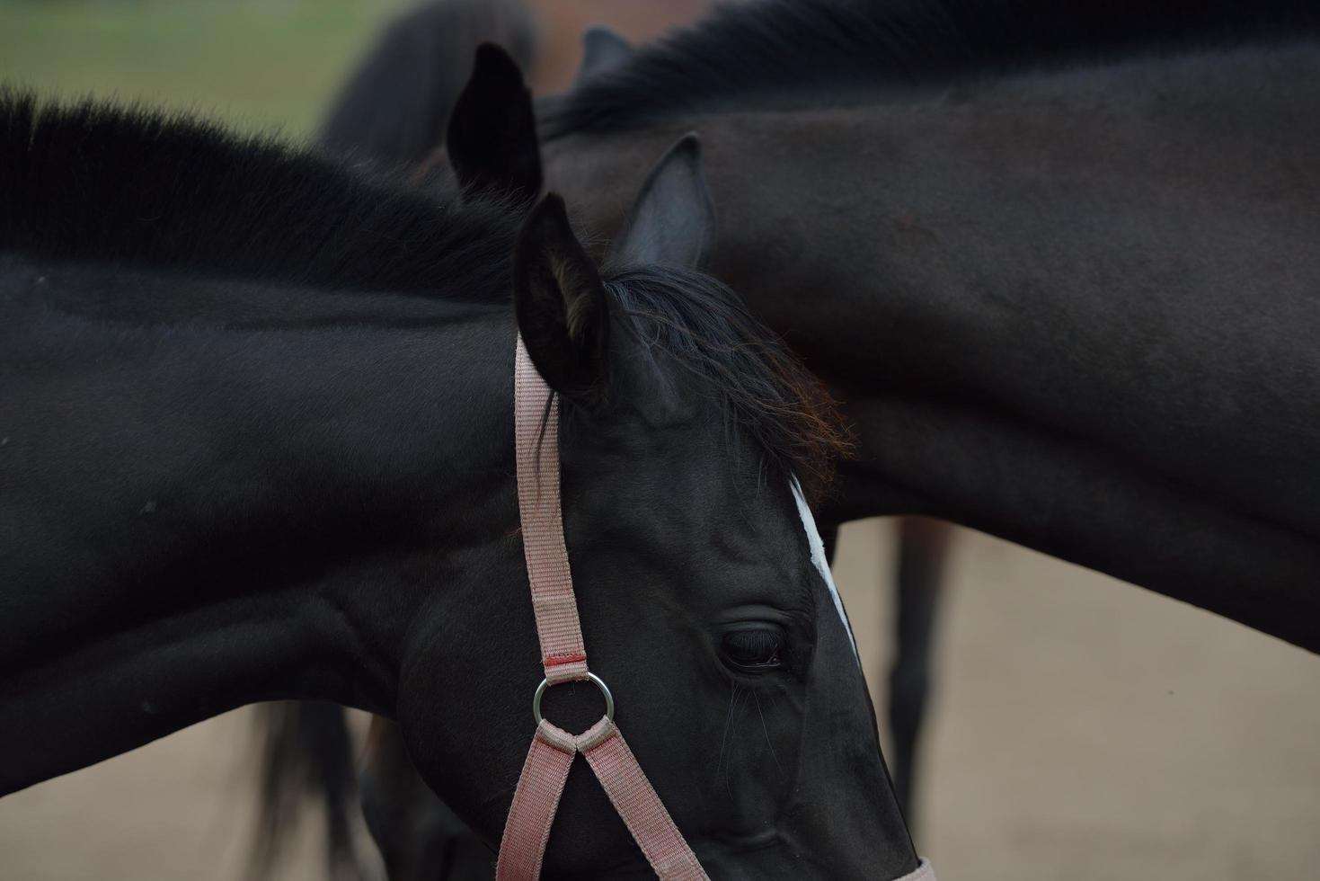 Horse portrait view photo