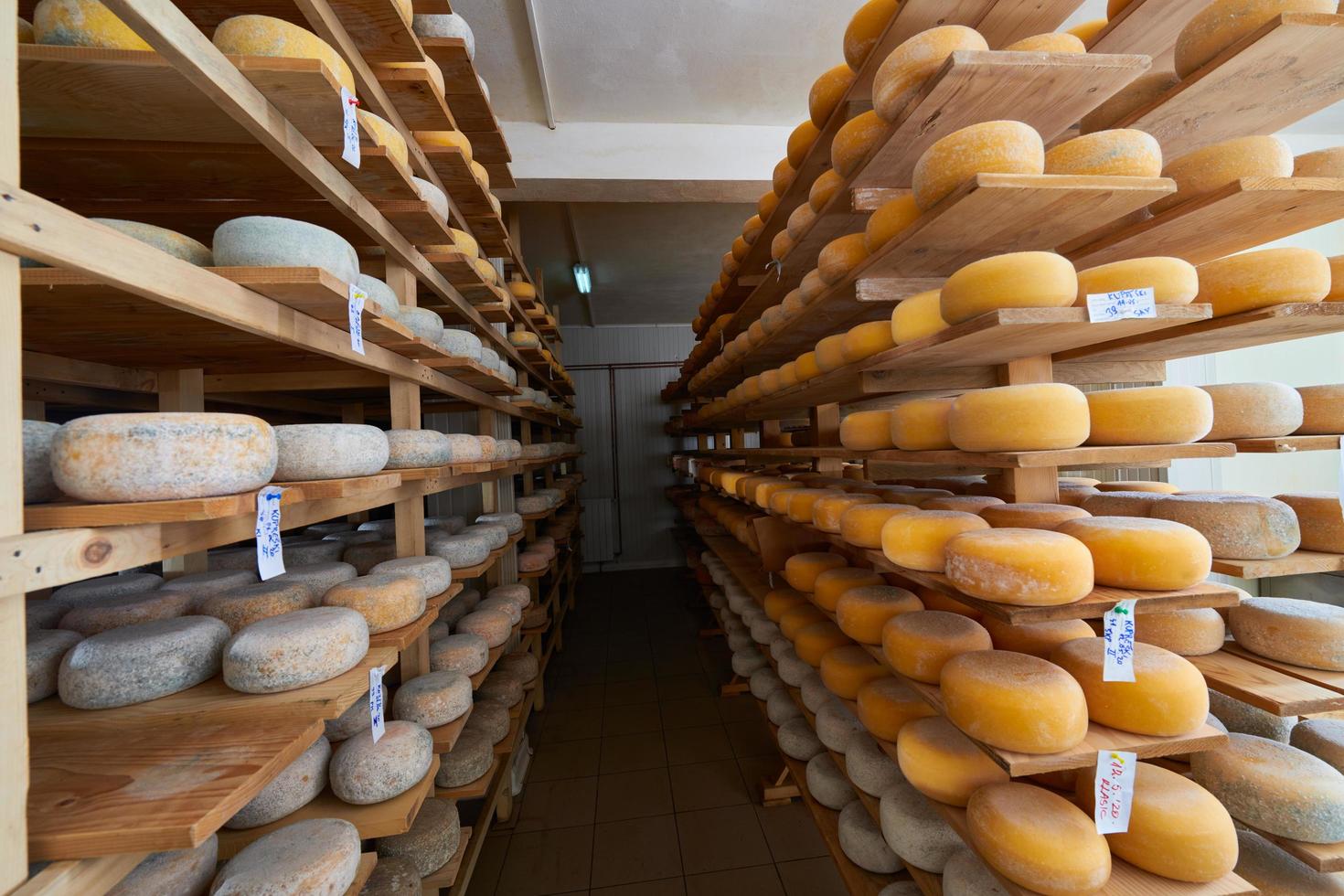 Cheese factory production shelves with aging old cheese photo