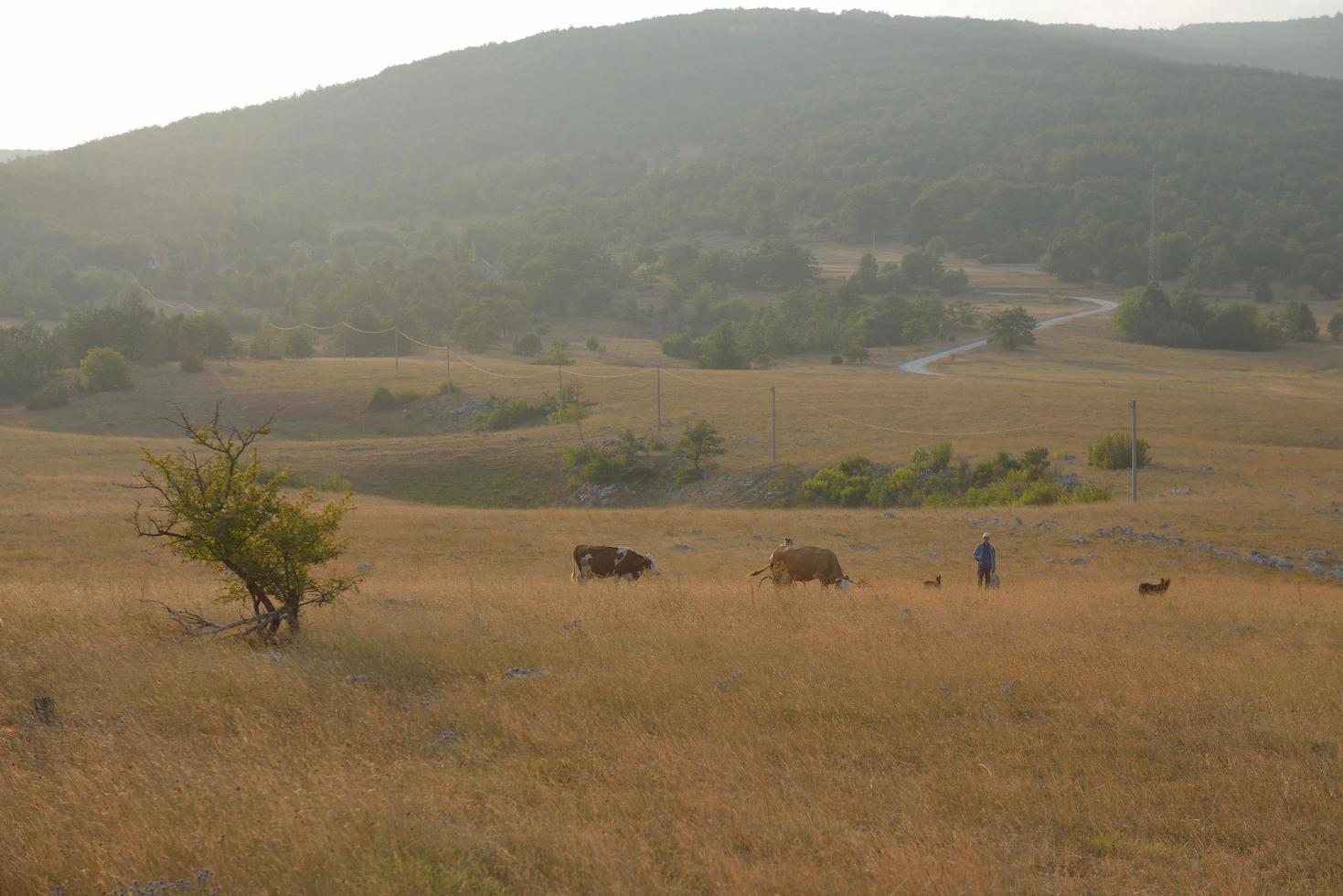 summer landscape view photo