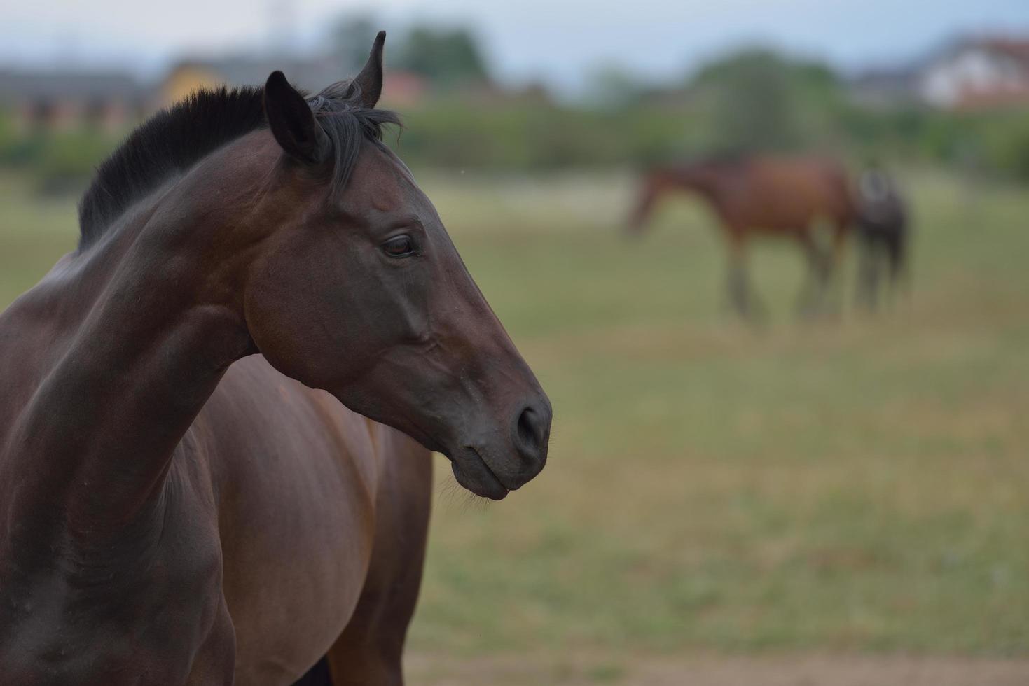 Horse portrait view photo