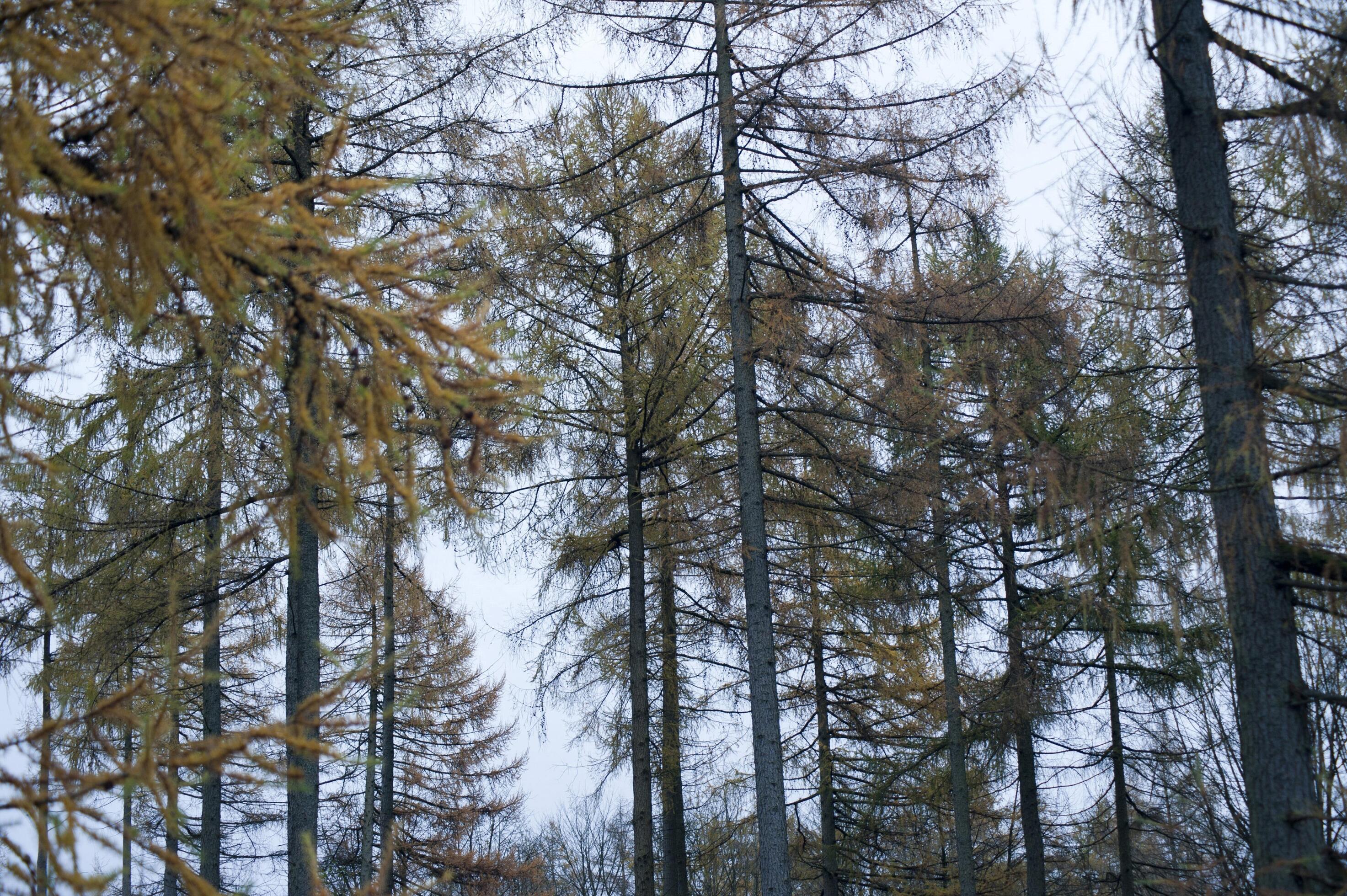 Tall Thin Evergreen Trees in Deciduous Forest 12126346 Stock Photo at Vecteezy