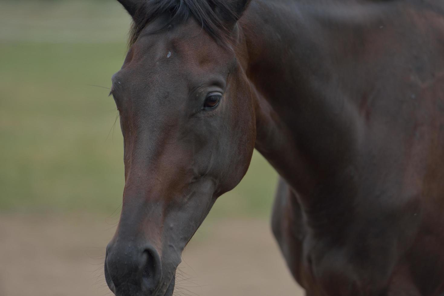 Horse portrait view photo