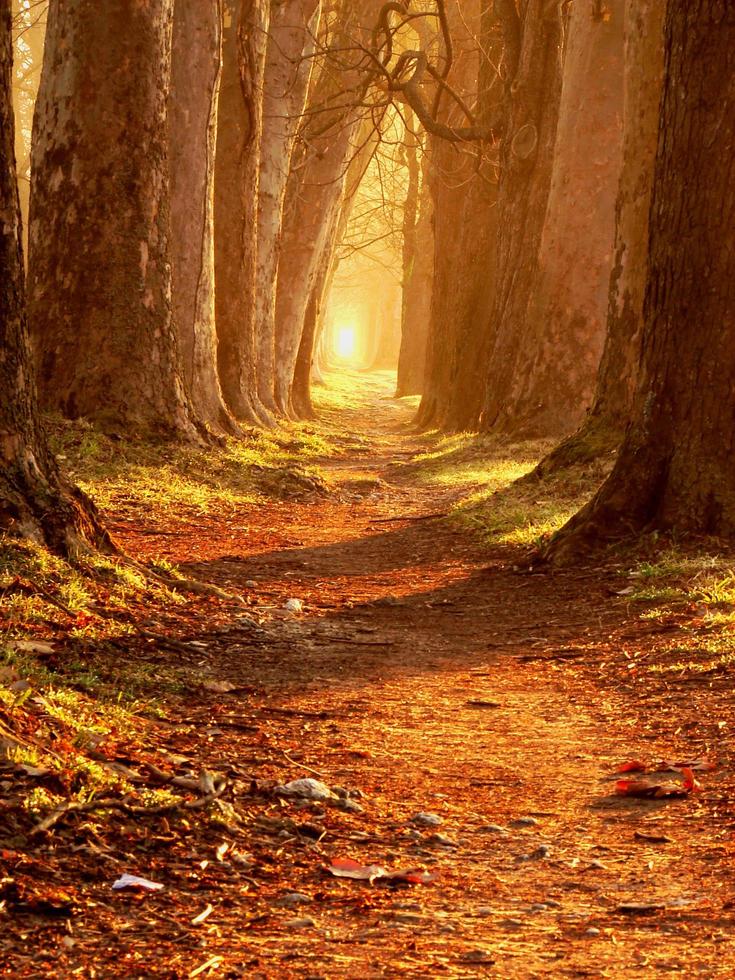 sunrise in beautiful alley photo