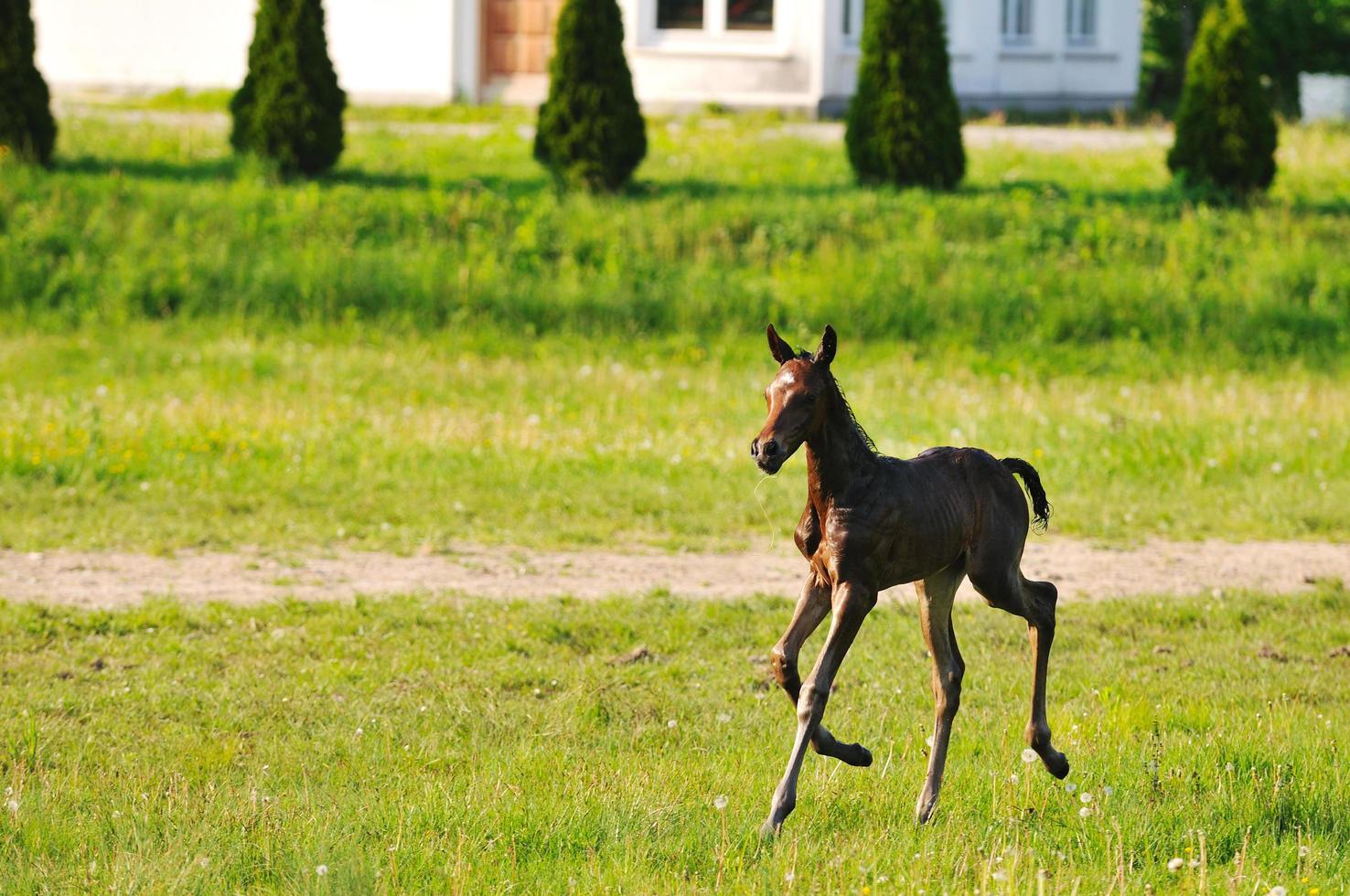 Horse in field photo