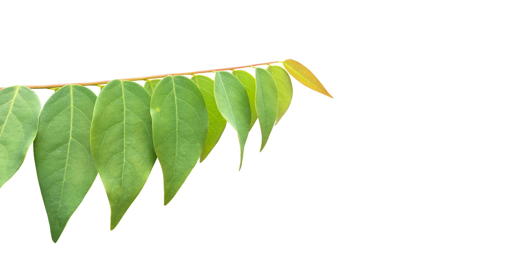 Isolated star gooseberry or Phyllanthus acidus leaves with clipping paths. photo