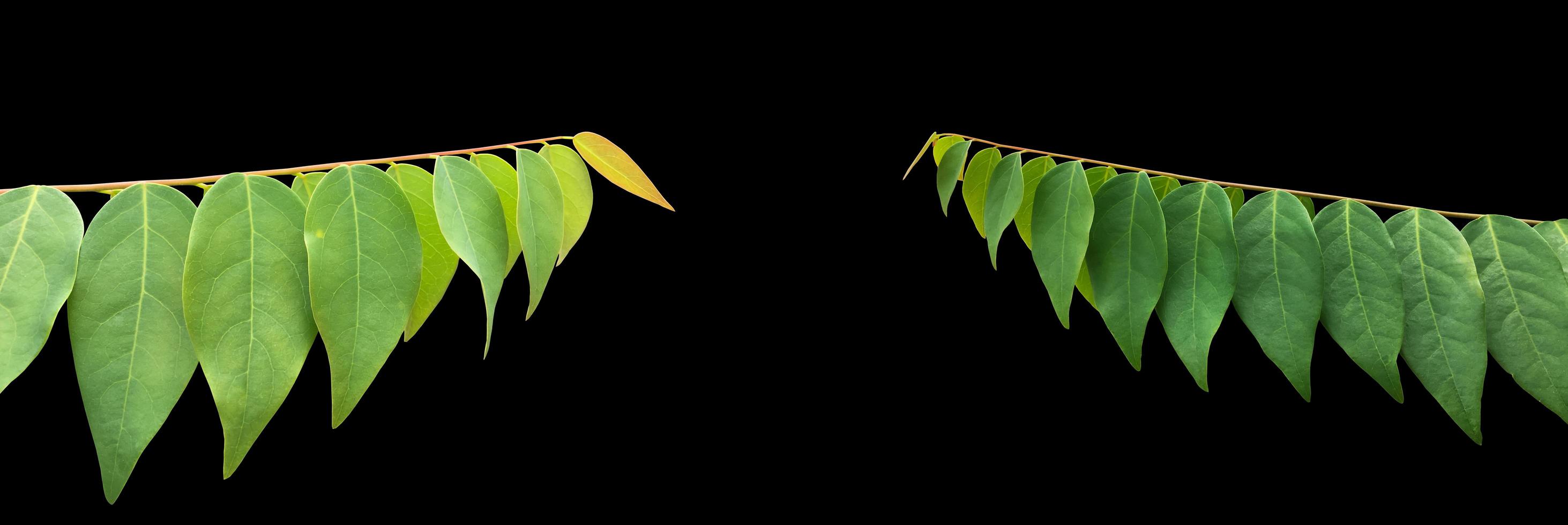 Isolated star gooseberry or Phyllanthus acidus leaves with clipping paths. photo