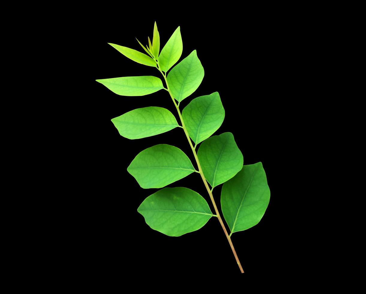 Isolated star gooseberry or Phyllanthus acidus leaves with clipping paths. photo