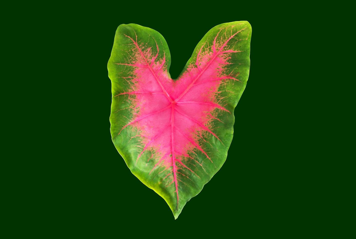 Isolated Alocasia Caladium leaf on white background with clipping paths. photo