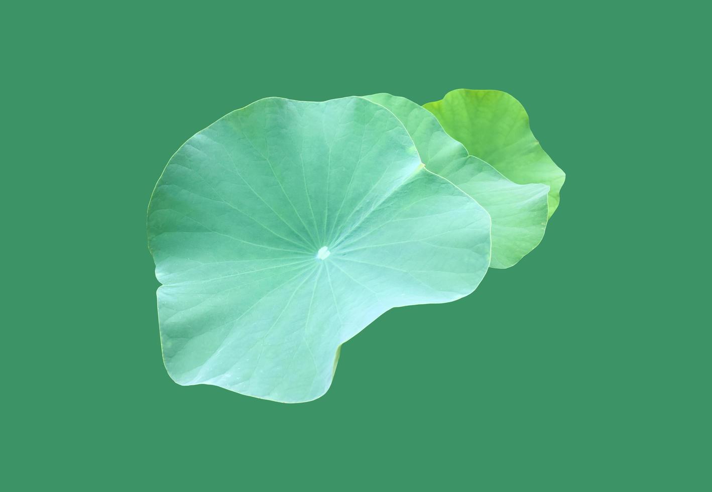 Isolated waterlily or lotus plants with clipping paths. photo