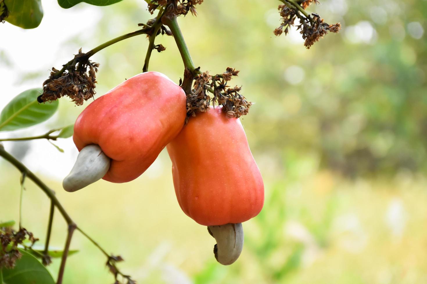 A bunch of cashews on a cashew tree. photo