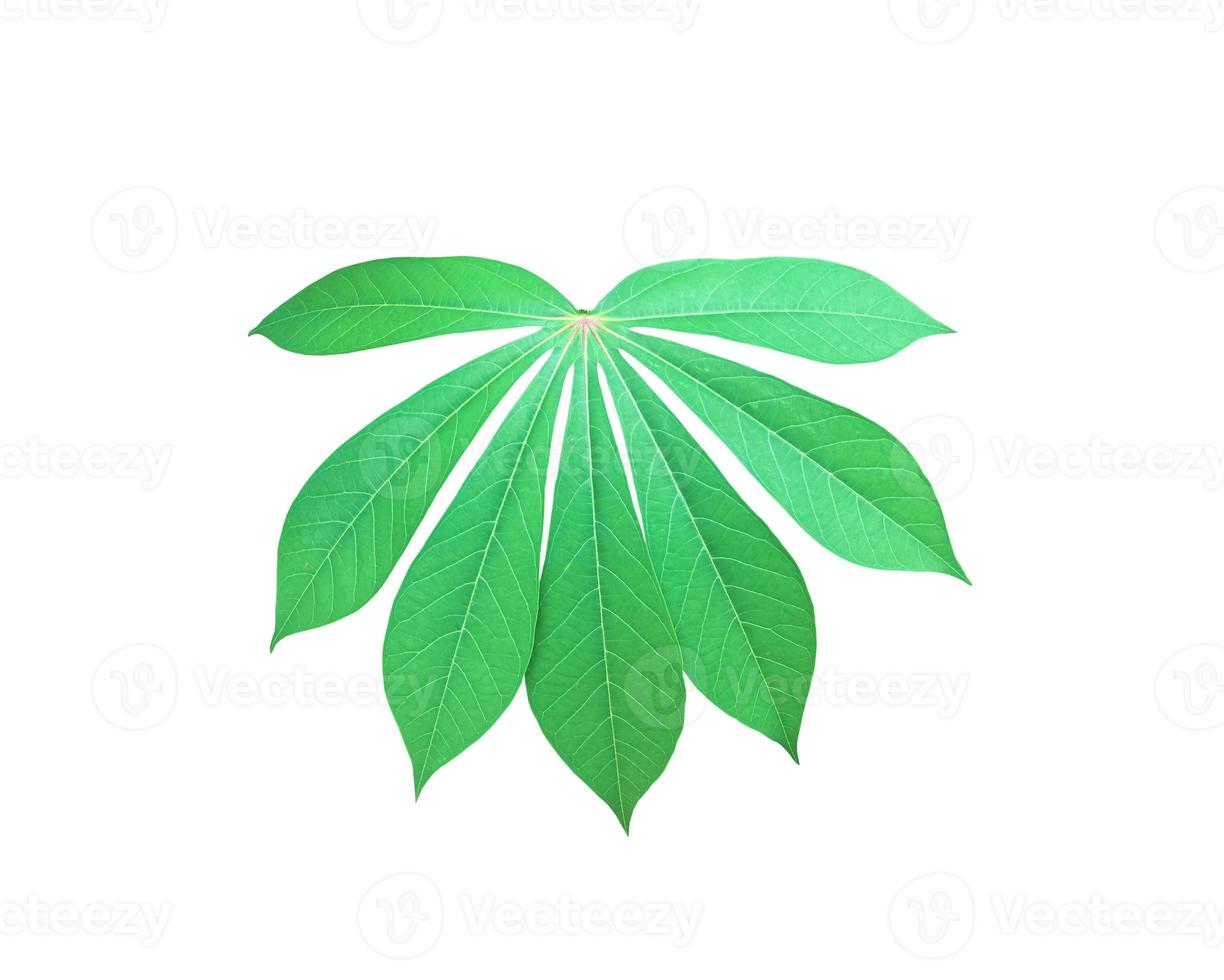 Isolated cassava or tapioca leaf with clipping paths. photo