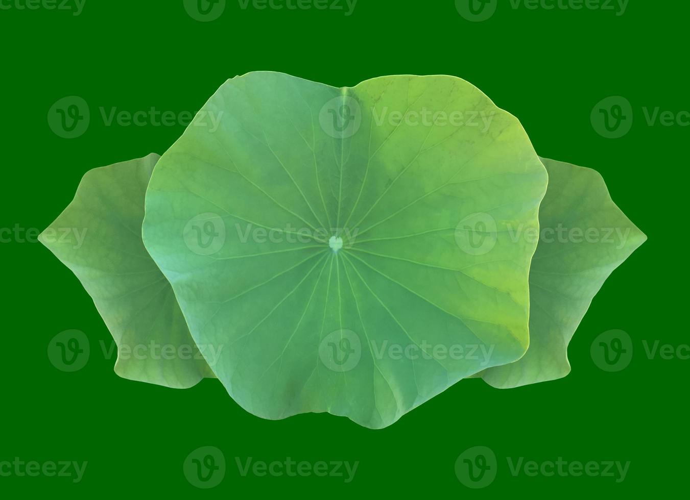 Isolated waterlily or lotus plants with clipping paths. photo