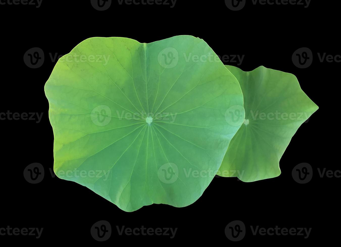 Isolated waterlily or lotus plants with clipping paths. photo