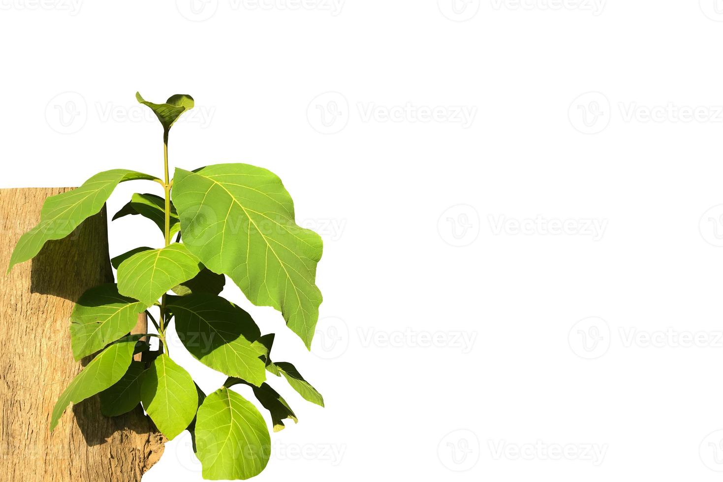 Isolated young teak branches on teak trunk with clipping paths. photo