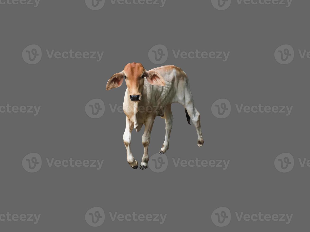 Isolated bastard brahman cow with clippig paths. photo
