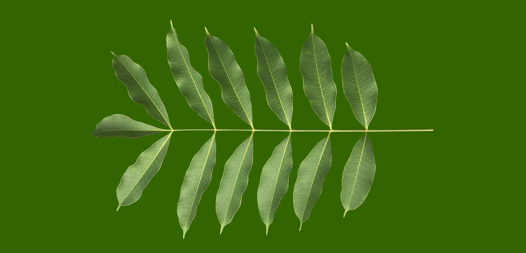 Isolated a single fresh spondias mombin or hog plum leaf with clipping paths. photo