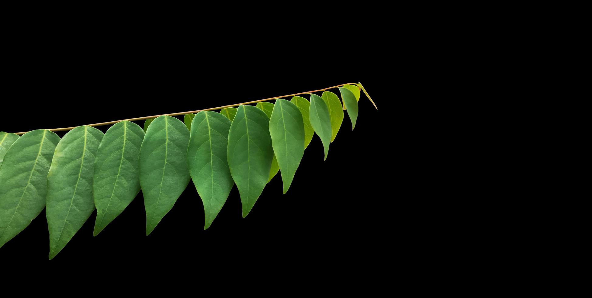 Isolated star gooseberry or Phyllanthus acidus leaves with clipping paths. photo