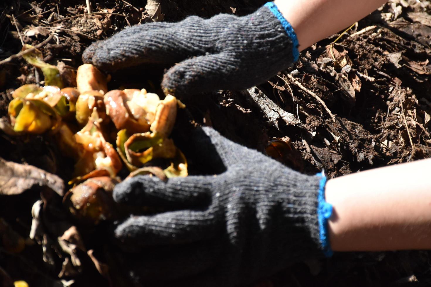 Homeowner is slicing rotten fruits and vegetables on wooden table in the backyard to mix together for composting. Soft and selective focus on fruits, concept for waste management at home. photo