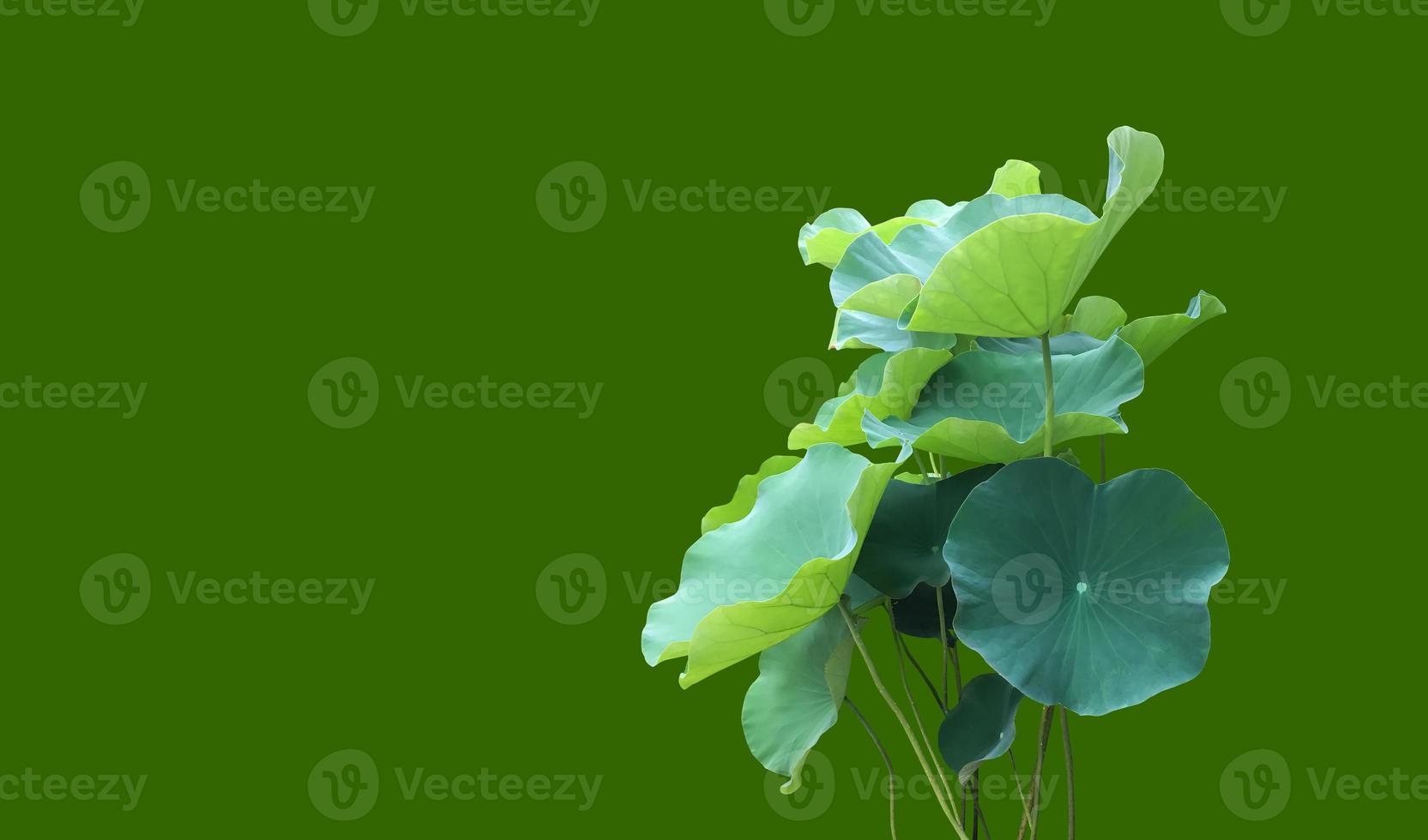 Isolated waterlily or lotus plants with clipping paths. photo