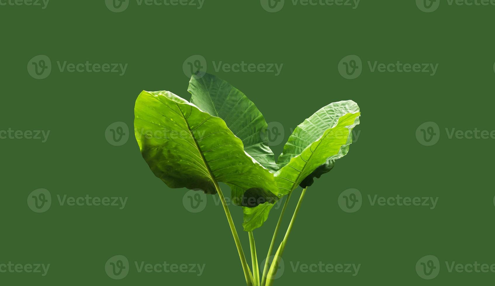 Isolated colocasia morning dew leaf and colocasia milky way leaf with clipping paths. photo