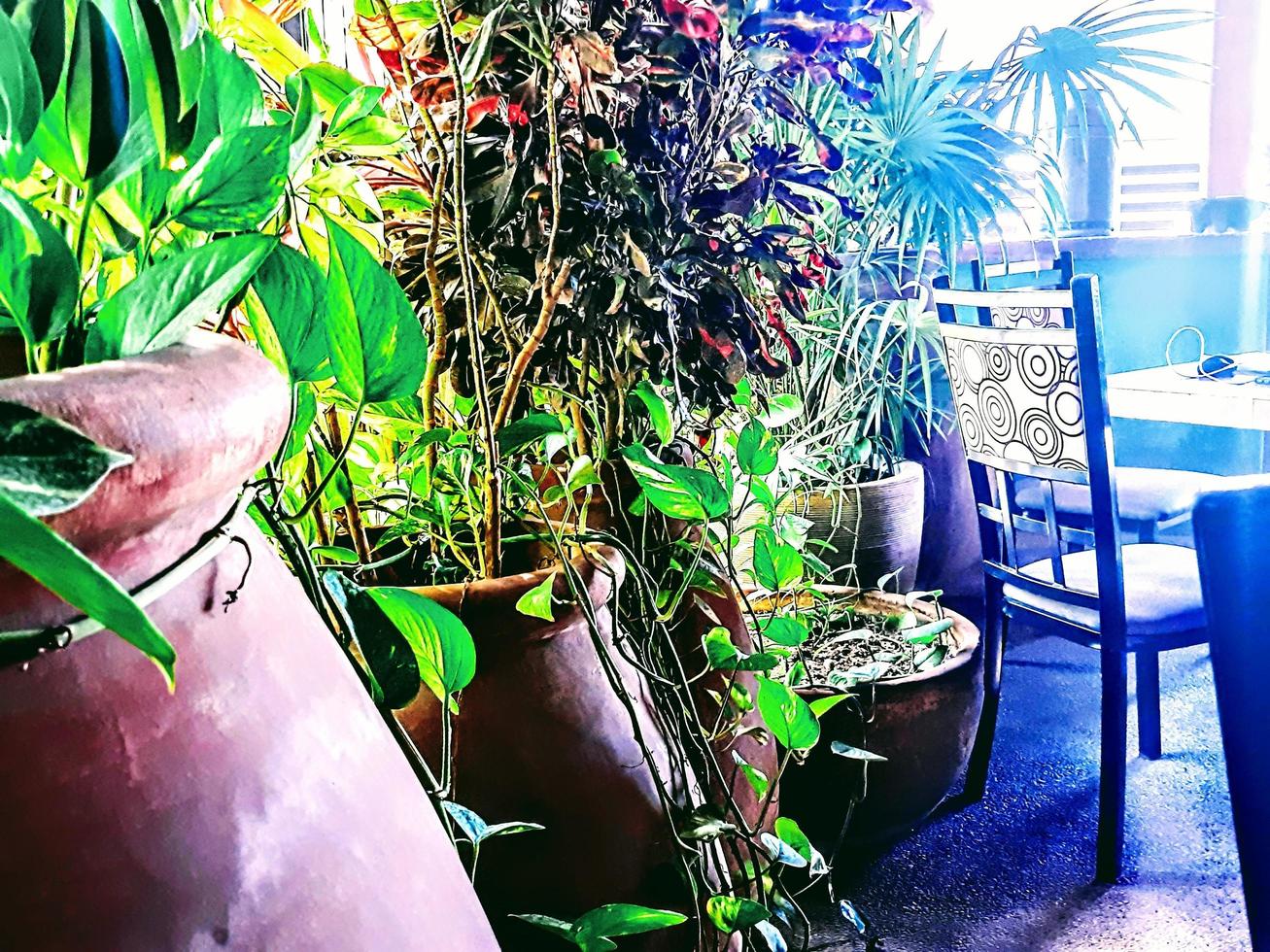 Potted Plants in a Row photo