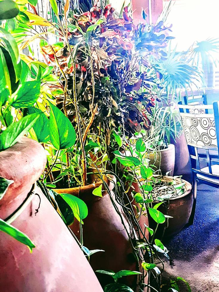 Potted Plants in a Row photo