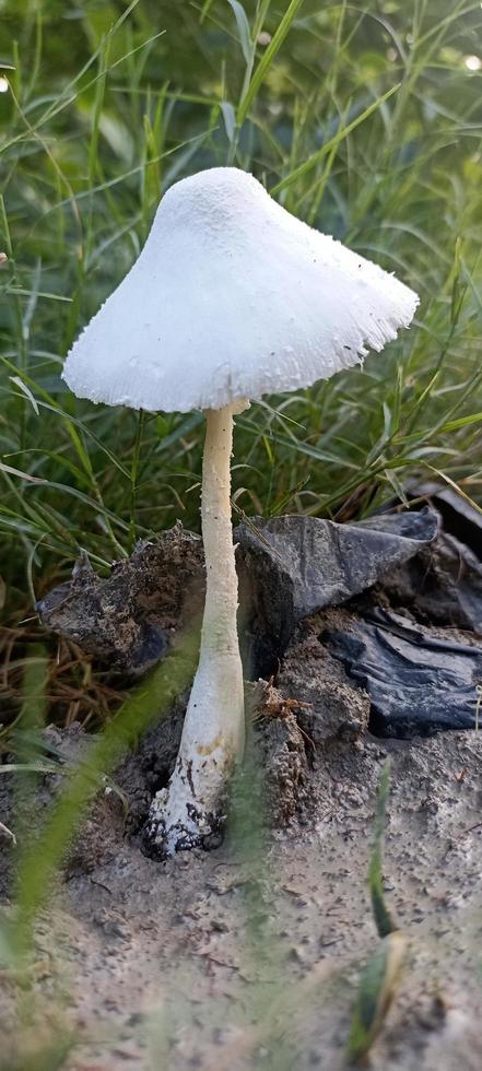 white mushroom real image photo