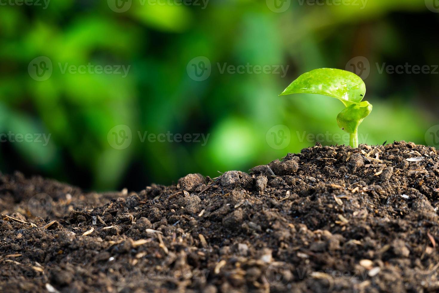 la vida de las plántulas de plantas que crecen en tierras fértiles