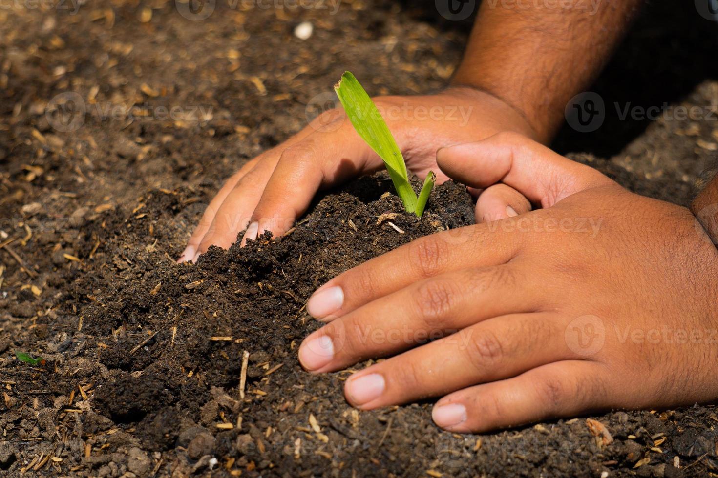 las manos sostienen el suelo con semillas de plantas. fotos de la naturaleza para el medio ambiente y los agricultores