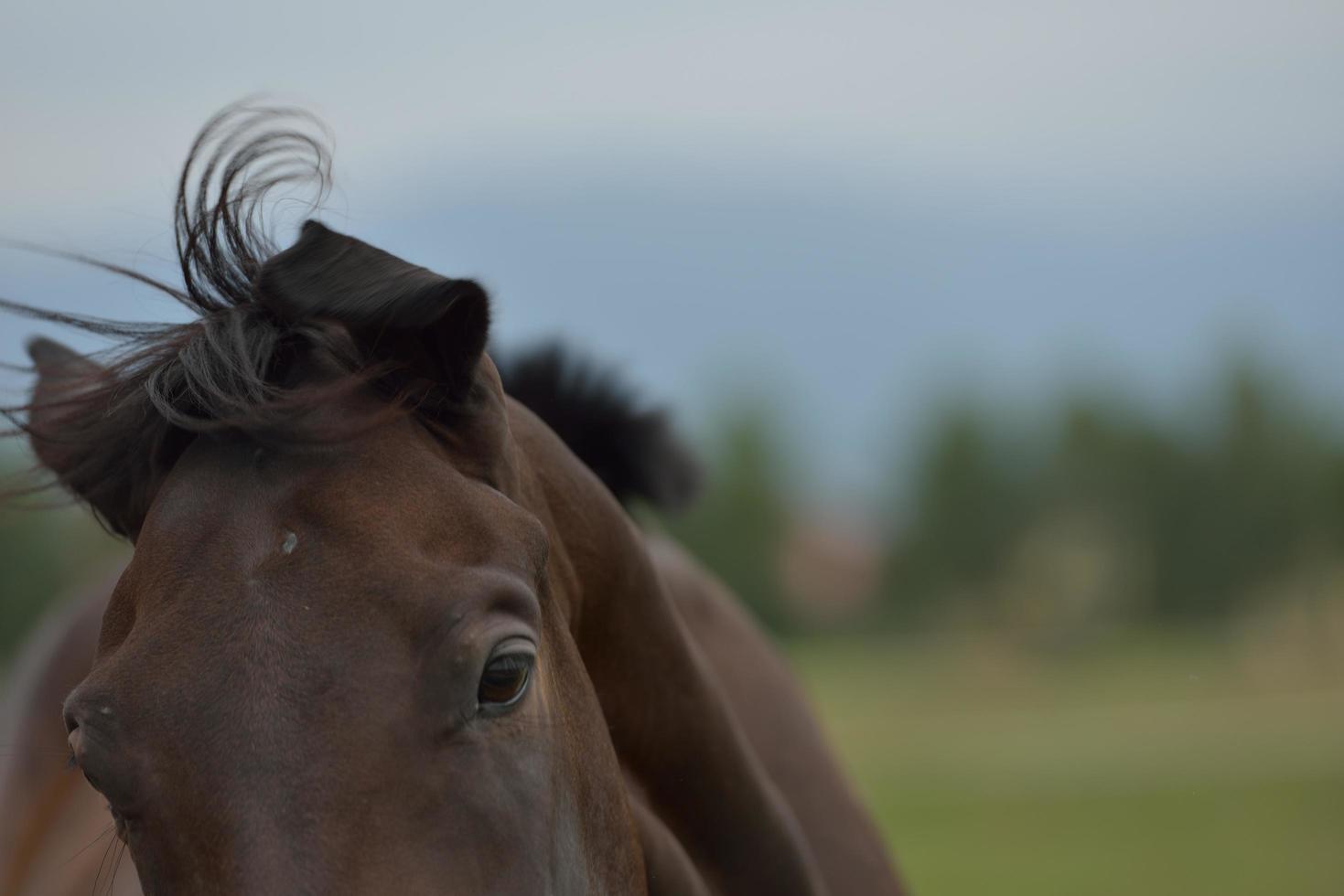 Horse portrait view photo