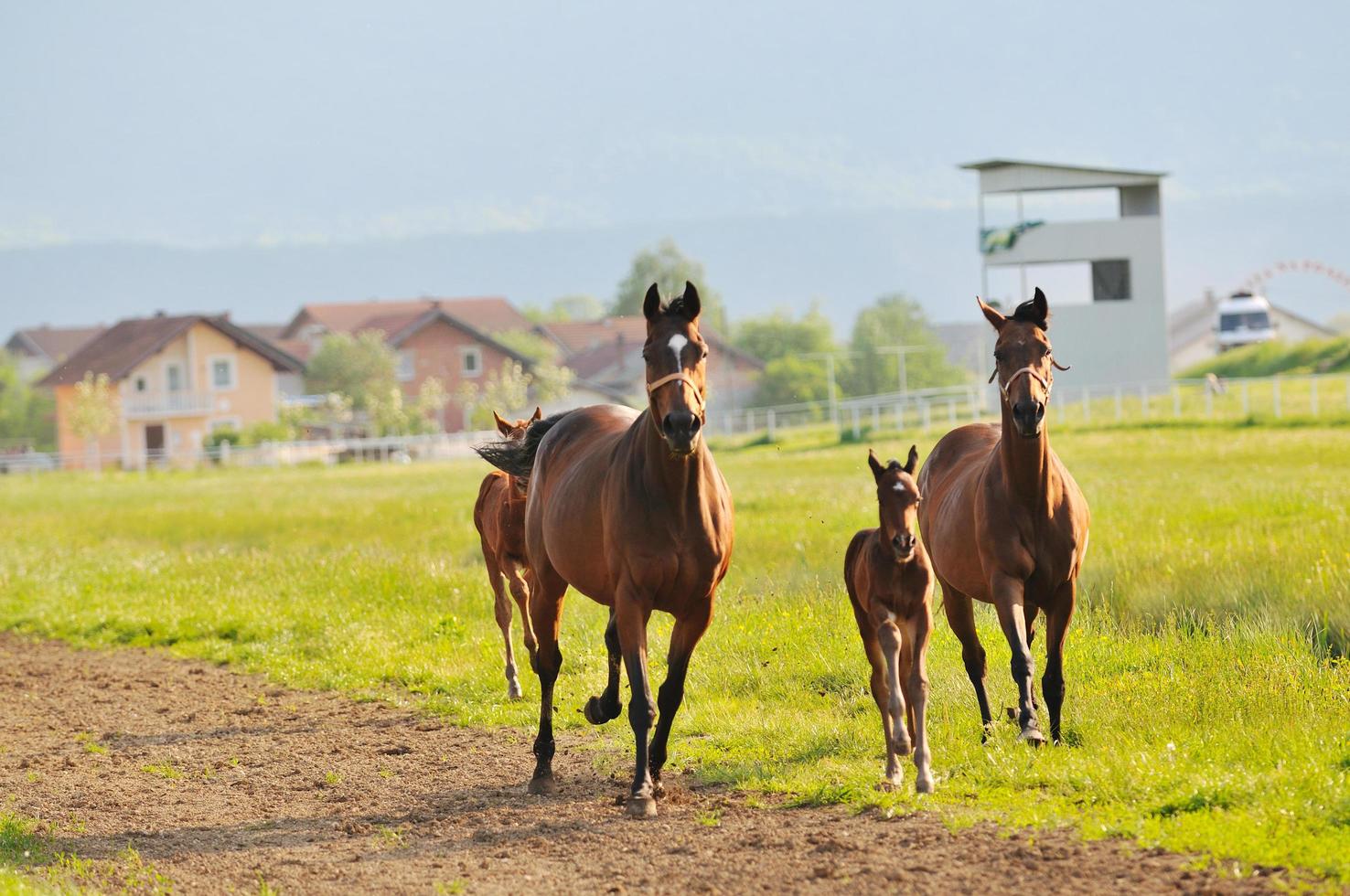 horse nature view photo