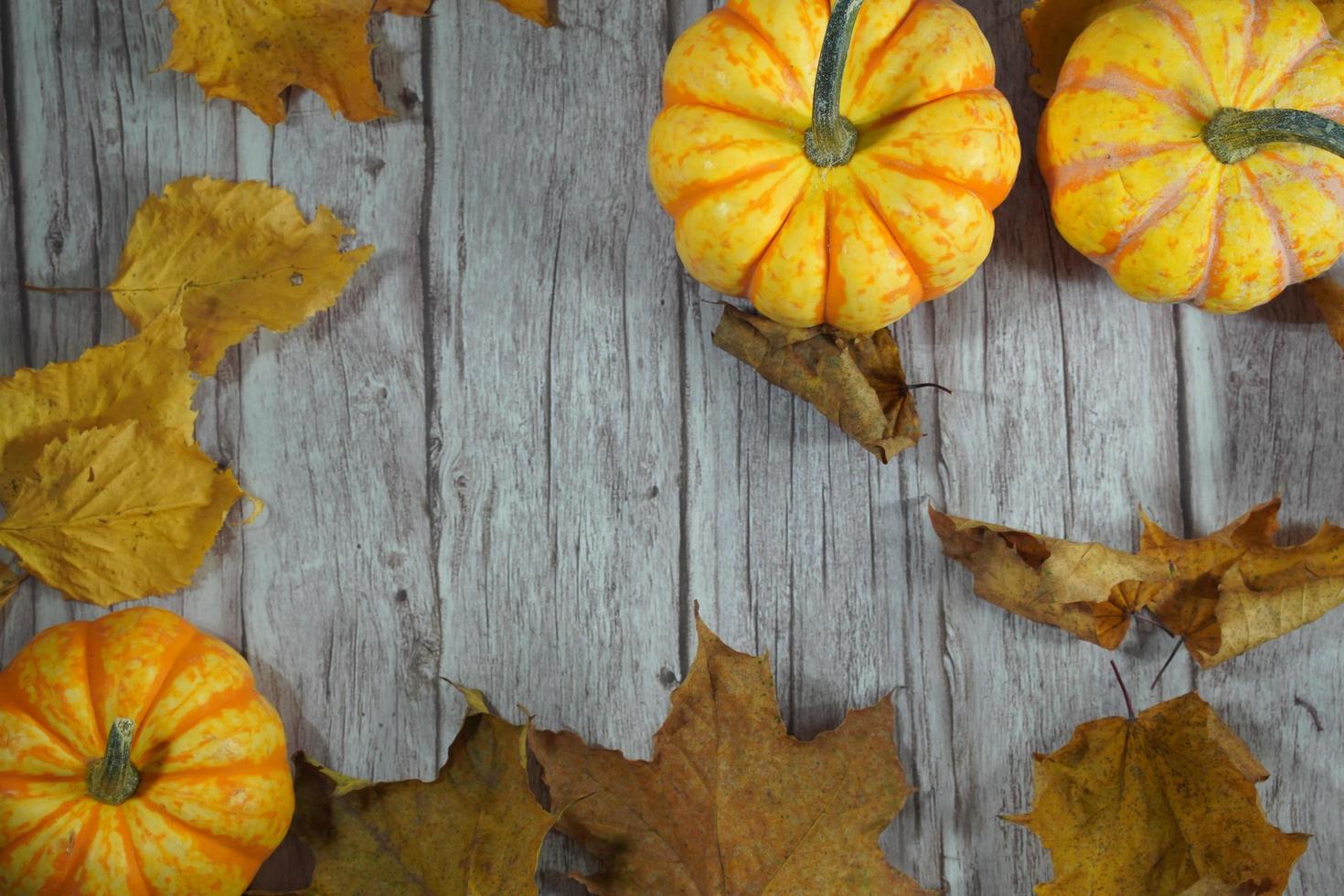 Autumn corner border of orange and white pumpkins. Fall corner border with frosty orange pumpkins on a rustic white wood banner background. Overhead view with copy space. photo