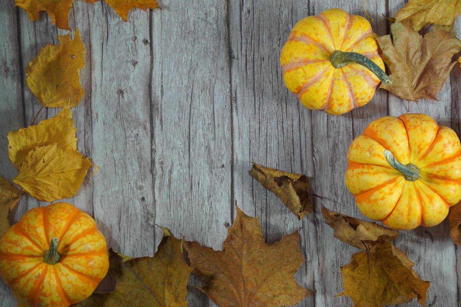 Autumn corner border of orange and white pumpkins. Fall corner border with frosty orange pumpkins on a rustic white wood banner background. Overhead view with copy space. photo