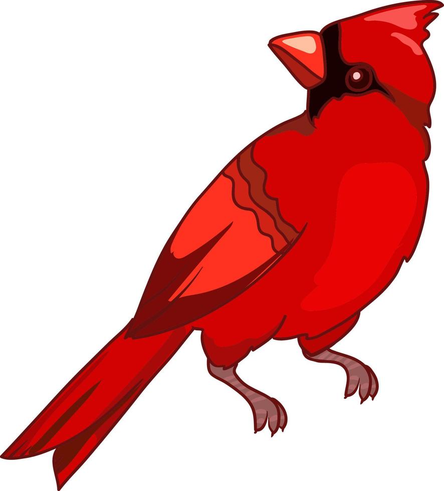 pájaro cardenal, cardenal norteño, ilustración vectorial, símbolo de navidad vector