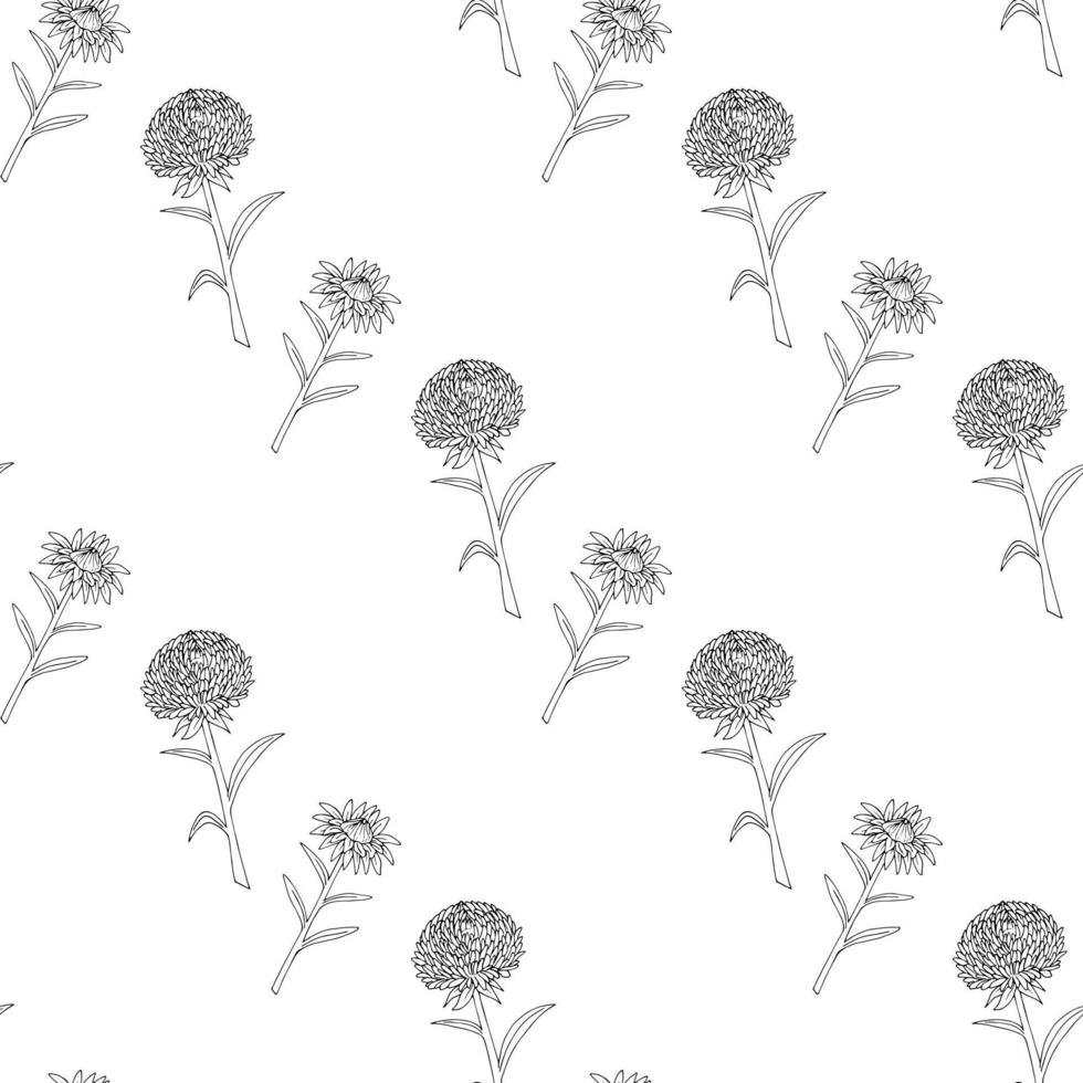 Seamless pattern with black-and-white cozy aster flowers on white background. Vector image. Coloring book.