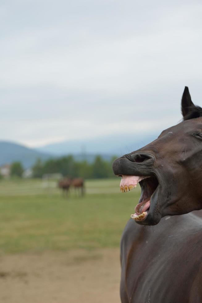 vista de retrato de caballo foto