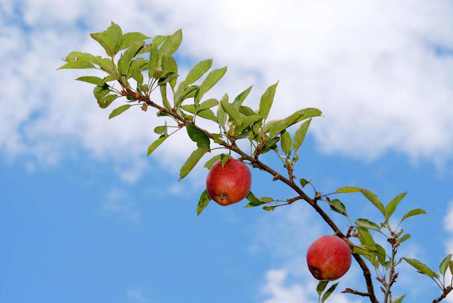 Apple tree view photo