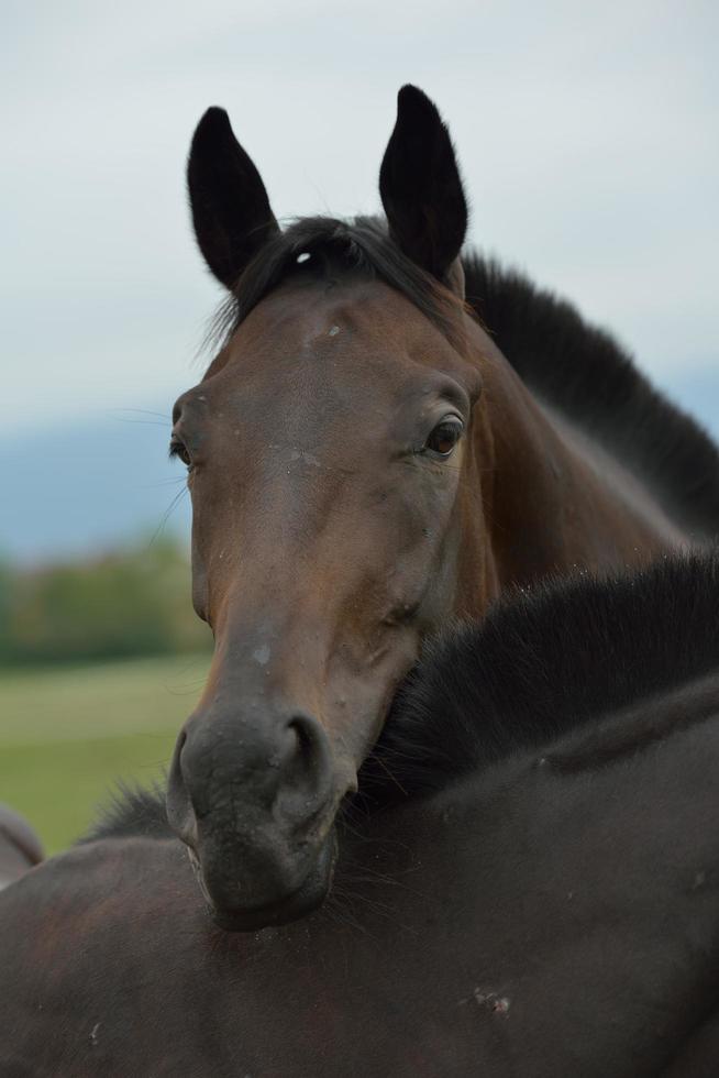 Horse portrait view photo