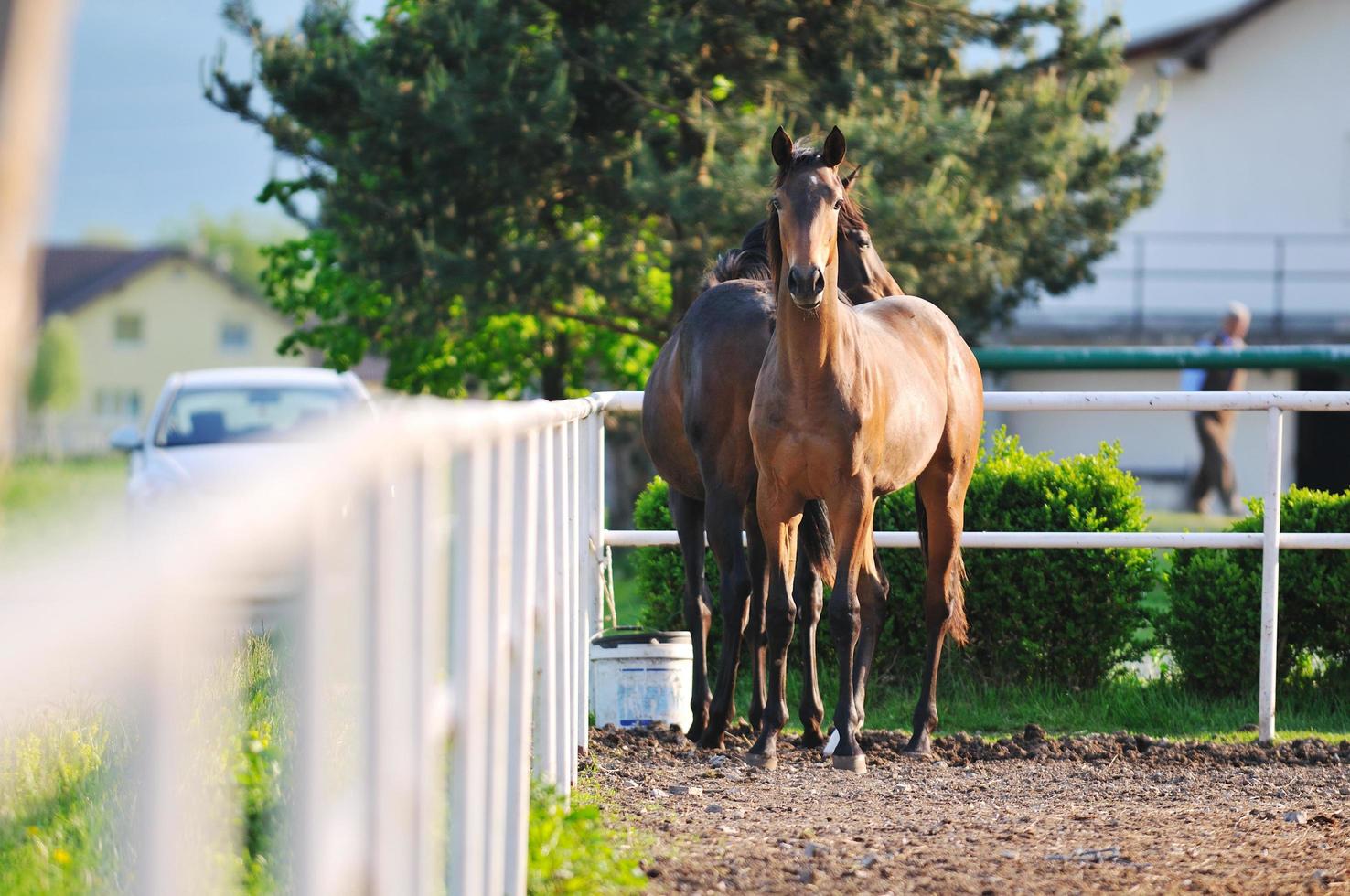 Baby horse view photo