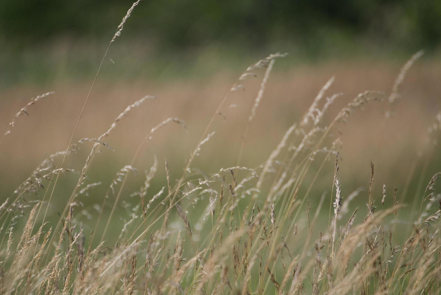 wind in grass photo