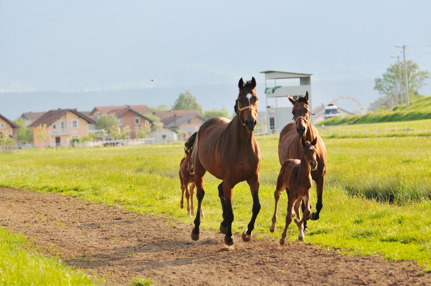 horse nature view photo