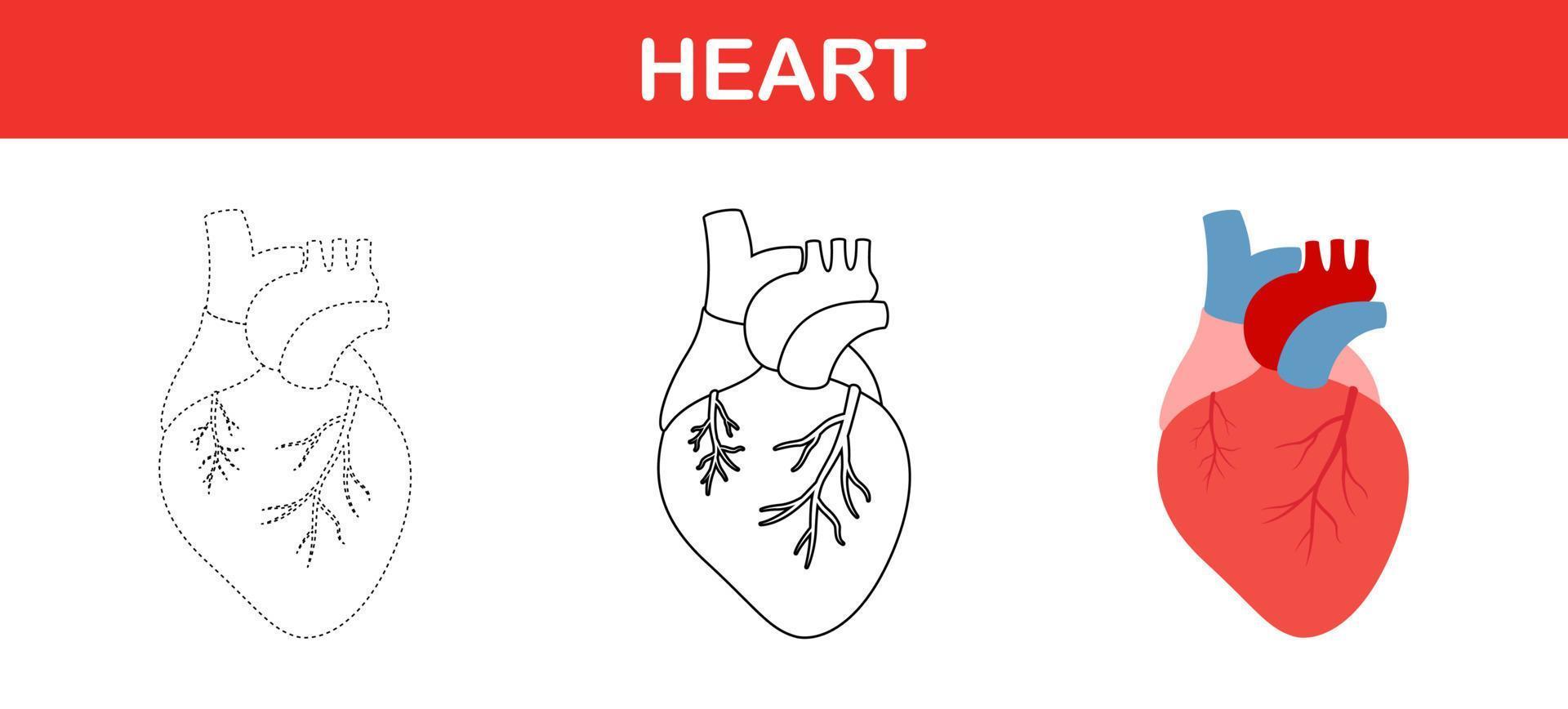 Human heart  tracing and coloring worksheet for kids vector