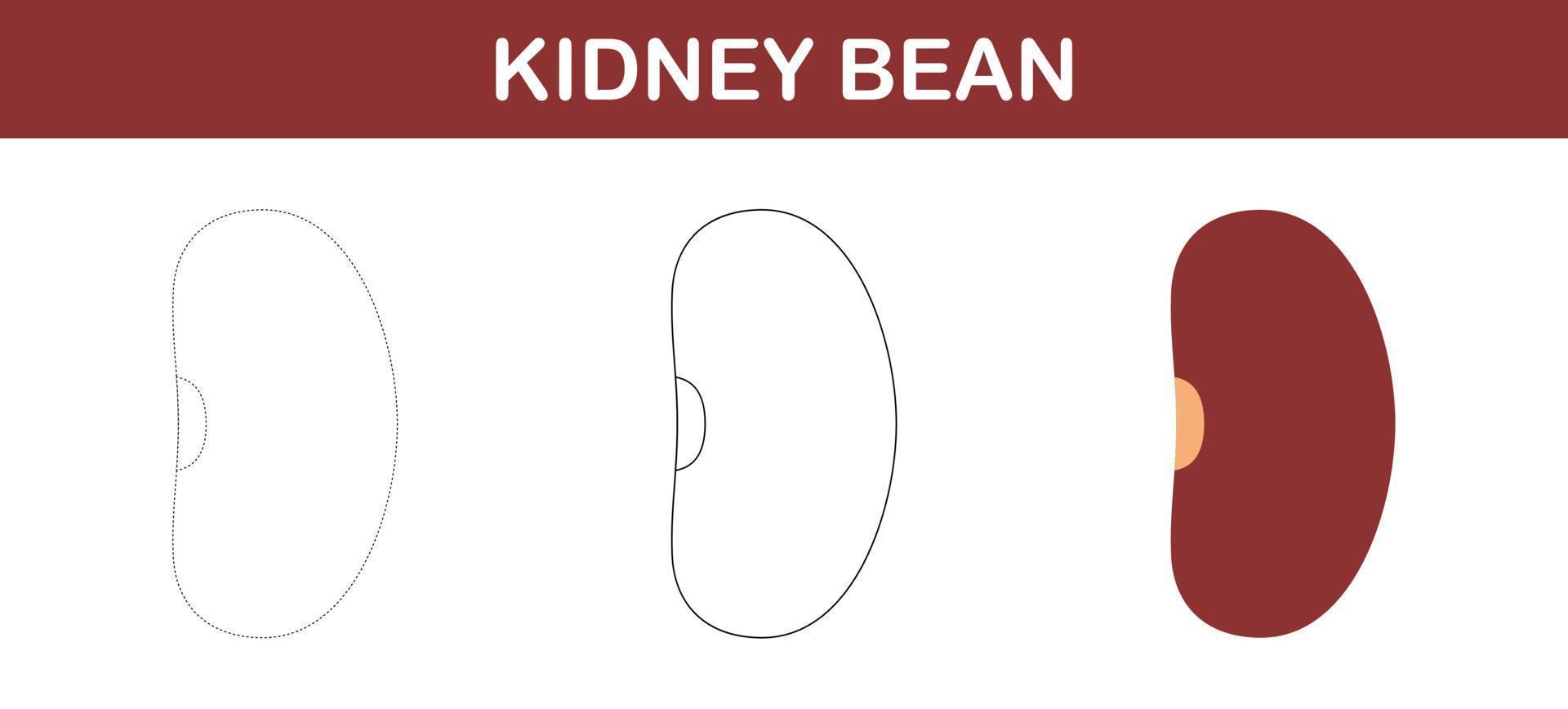 Kidney Bean tracing and coloring worksheet for kids vector