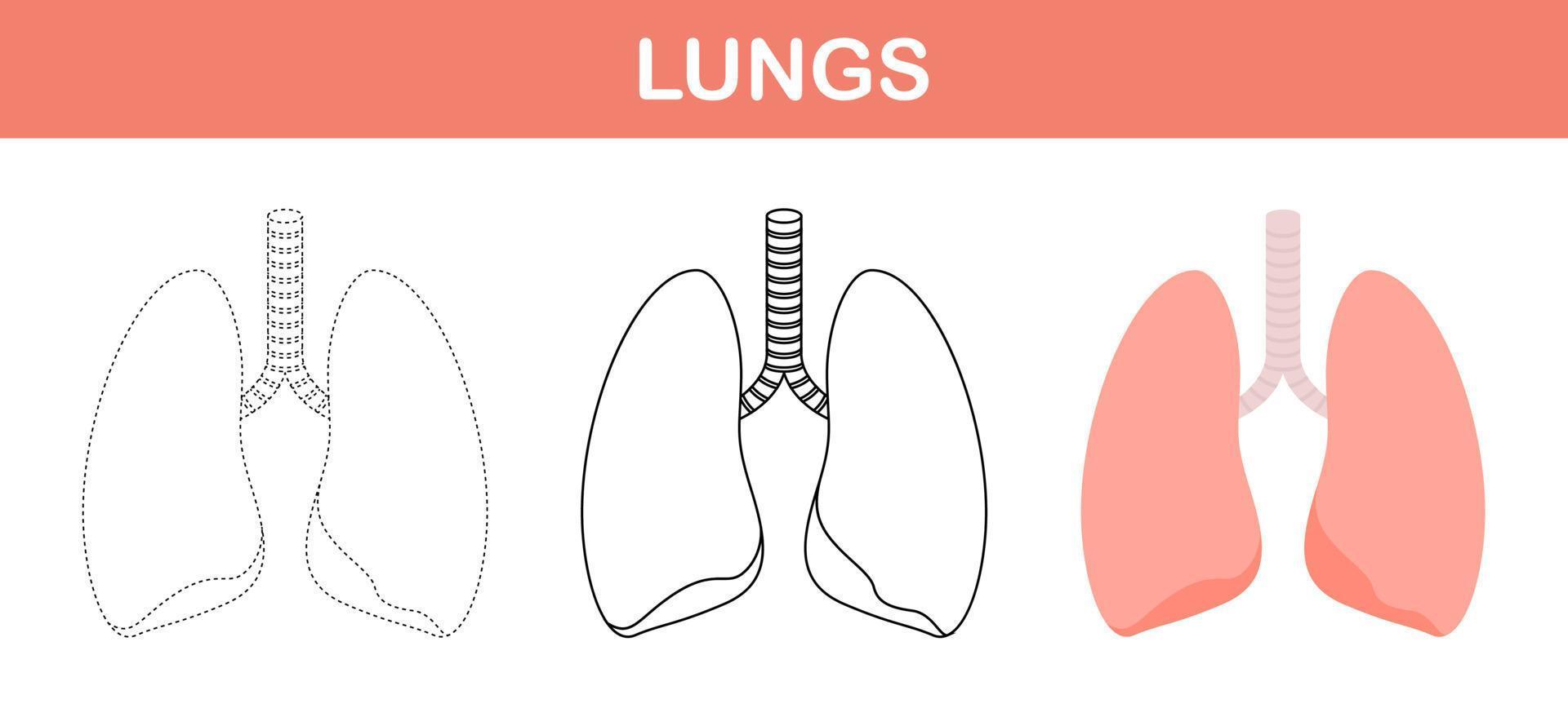 hoja de trabajo para colorear y trazar los pulmones para niños vector