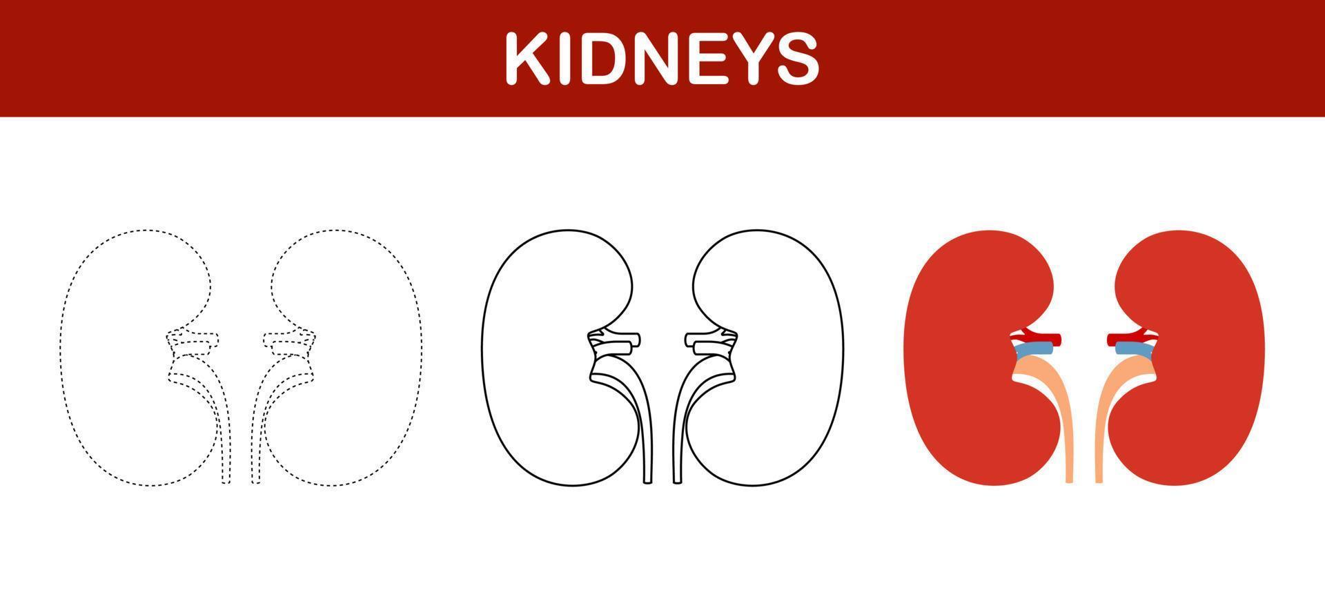 Kidney tracing and coloring worksheet for kids vector